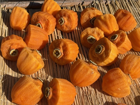 甲斐の国名産【枯露(ころ)柿】
太陽と風が渋〜い甲州百目柿を甘〜い干し柿に育てました！南国果実の様な濃厚な天然スイーツ枯露柿300gパック(6個前後チャック付袋入り)×2セット