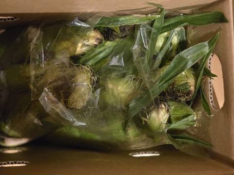 2025年【9月】発送　生も旨い！サニーショコラ【規格外】