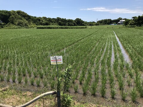コシヒカリ無洗米５㎏ 小松島市生物多様性農業推進協議認証いのちはぐくむ田んぼ米　令和７年産特別栽培米コシヒカリ玄米100%使用
