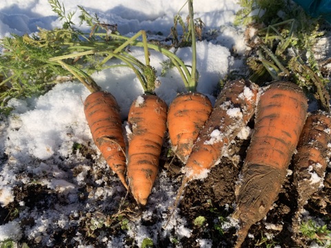 【自然栽培】4~5品目のお野菜セット Sサイズ