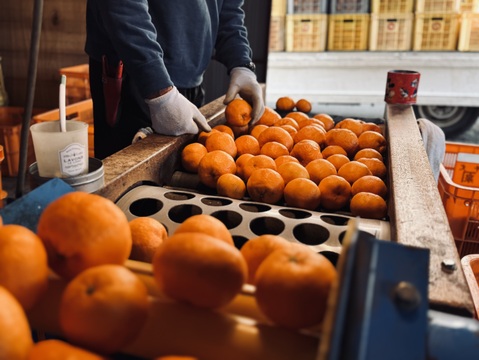 【濃厚な味と香り＆種あり】今津ぽんかん《ご家庭用 2kg》｜サイズ混合｜愛媛・西宇和産