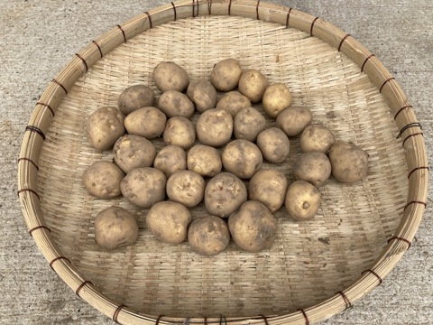 ジャガイモ 2.5kg キタアカリ【無農薬・化学肥料不使用】