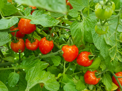【数量限定】瀬戸牛農園の夏野菜セット(おまかせ詰め合わせ)[化学農薬・化学肥料・除草剤不使用]