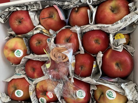 【超希少品種！訳あり】果肉まで赤～いりんご「栄紅」果肉色ムラB品（2.5kg強)