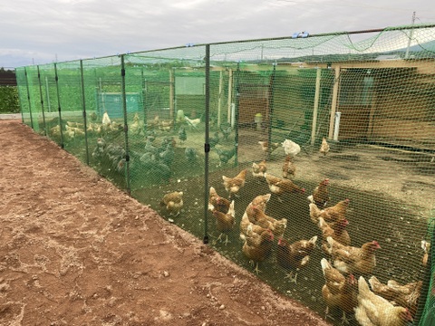 おまとめ🉐パック　あずさ150個