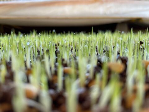 【令和4年産特別栽培米】十代目松治 滋賀県産きぬむすめ「縁起の竜王米」 白米10kg(5kgx2袋)