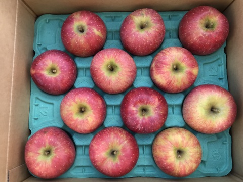 葉とらず　北斗　約5kg【2025年産】