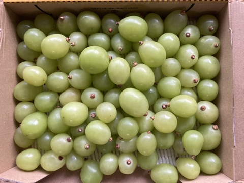 【冷蔵】人気殺到‼️2㎏ 粒バラ売り🍇✨種なしシャインマスカット★８月下旬〜順次発送！朝どれ生産量日本一の山梨県産★クール便