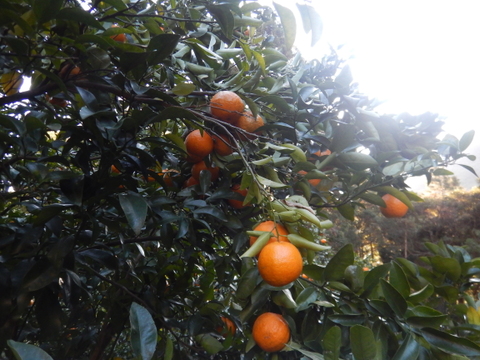 【甘さが濃～い！】びわ屋のポンカン「千々（ちぢ）ポンカン」　5㎏でお届け