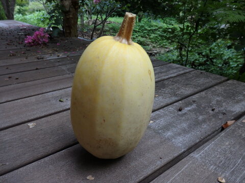 かぼちゃ　４種セット（赤・赤ミニ・白・そうめんかぼちゃ）