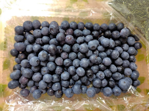 【その日採れたて】農薬不使用で栽培したブルーベリー 生食用440g