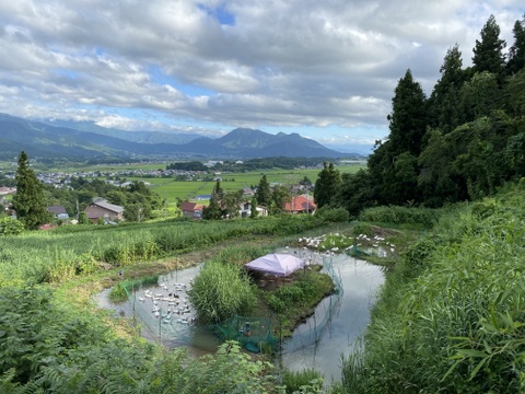 新鴨　鴨肉（あひる）1羽中抜き2000g台　田んぼで育った健康的な鴨