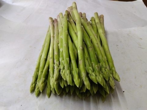 シャキシャキ！さぬきのめざめ秀品Lサイズ夏芽１㎏