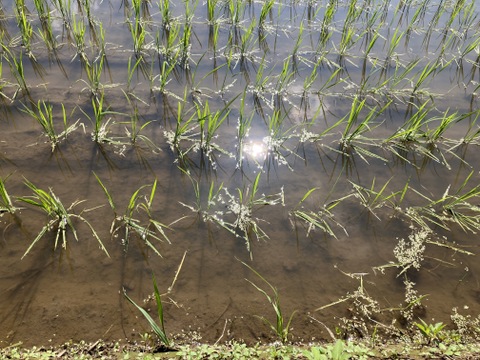 【令和７年産】低農薬栽培米　コシヒカリ　玄米　５kg