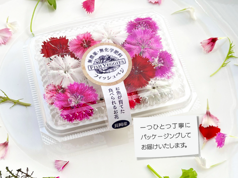 【エディブルフラワー】なでしこ・化学肥料/化学農薬不使用の安心して食べられるお花　16輪
