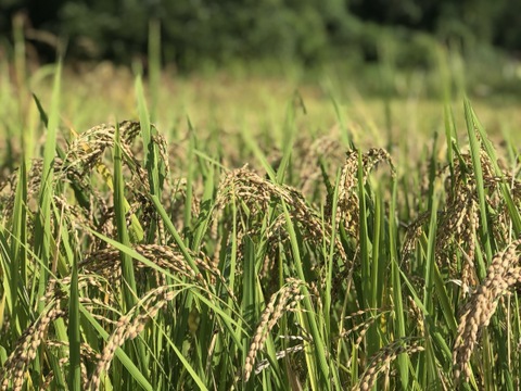 〈メール便〉生命力溢れる 赤米 2袋【無肥料・栽培期間中農薬不使用 自然栽培 天日干し】