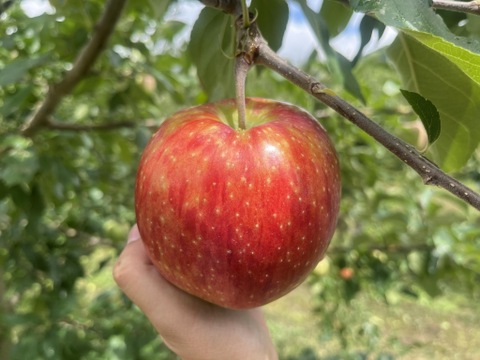 家庭用 シナノリップ ３キロ箱 ７～１2玉 長野県産