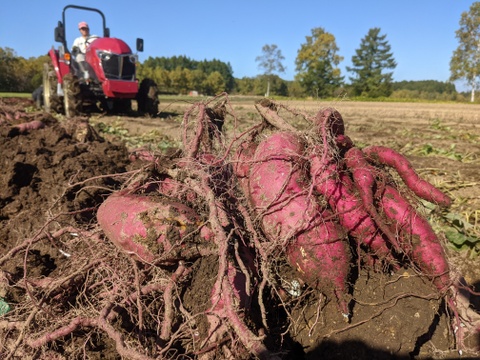 テレビでも注目！！北海道産「雪干し干し芋」紅はるか・シルクスイート食べ比べ100ｇ×６袋セット