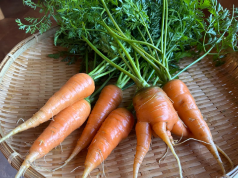 奥出雲産自然栽培葉付き人参(1kg)