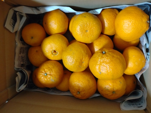 【訳あり】でっかいサイズの不知火((デコ)9.5kg(箱込み)