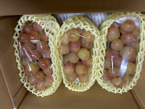 ヌーベルローズ 規格外（３〜５房）　種無し・皮ごと　９００g〜１kg☆９月下旬から発送☆