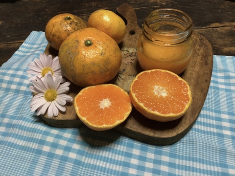 【ワケあり特価】見た目悪いけど さっぱり甘酸っぱい早生みかん2キロ【農薬不使用】