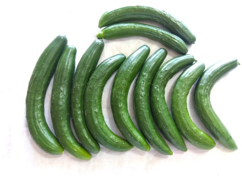 規格外キュウリ(曲り）お得なまとめ買い
【友達・親子・同僚とまとめ購入してください】　クール便でお届けします
　２Ｋｇ　１５６０円
シェア出来るように鮮度袋に５００ｇづつ小分けにして納品いたします。