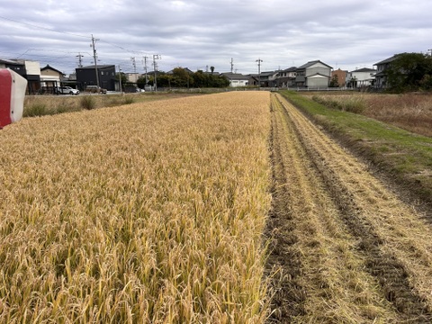 岐阜のお米！  ハツシモ   令和7年産　白米５㎏