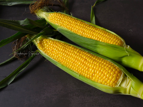 特上・高糖度スイーツコーン５kg　島原湧水育ち　甘いとうもろこし