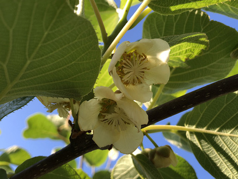 緑色でも高糖度！山梨県産キウイフルーツ（香緑）1.75〜1.8kg