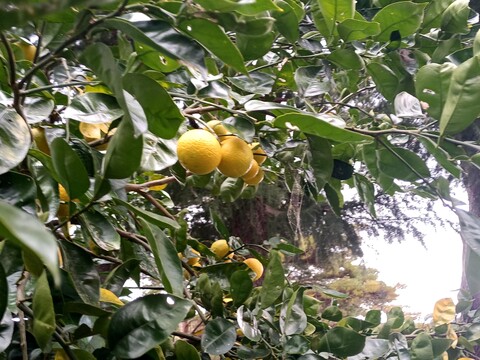 《農薬不使用》兵庫県芦屋産 香り高い完熟『黄かぼす』（約９００g箱込み）
烏骨鶏の鶏糞で育った自然の恵み／芦屋養鶏場（あしやエッグファーム）よりお届け　【期間限定販売】【冬ギフト】