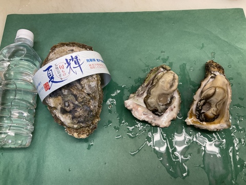 【夏の御馳走】夏輝になれませんでした/鳥取沖産/天然岩牡蠣/中サイズ/10個【生】