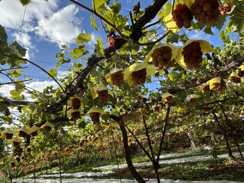 赤系希少ぶどう！スカーレット1.5kg