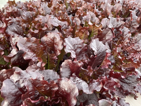 お料理映え！真紅のサニーレタス　800g