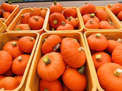 幻の奥会津金山 赤カボチャ 大玉『１個入り』3kg以上 『特選』