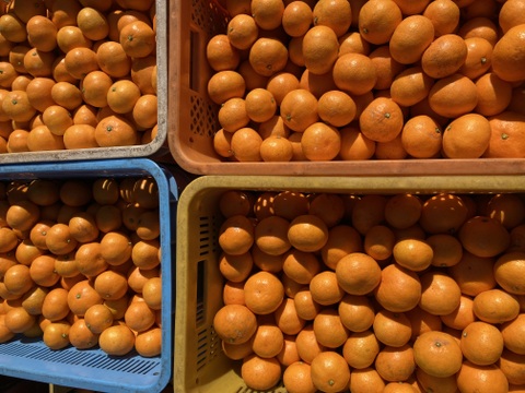 【絶品・濃厚】糖度15度以上　『田口早生みかん』　3kg