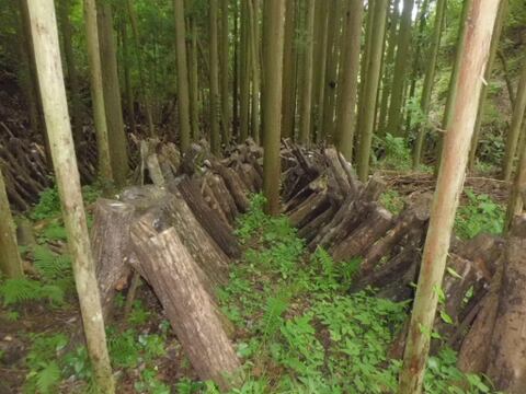 【冬季限定】原木栽培なめこ500g （予約受付）