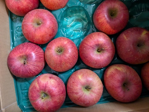 すぐ発送！農薬半減栽培葉取らず樹上完熟サンふじ5k16-23家庭用訳あり　蜜入りもあり❣️　りんご