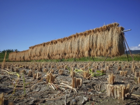 令和7年産 有機栽培 天日干し もち米 新大正モチ 餅米 白米 5kg