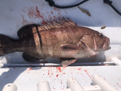 【活き締め神経抜き】マハタ4kg以上　刺身、鍋、しゃぶしゃぶ　（ハタ　クエ）