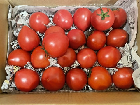 毎食トマト！バクバク食べちゃう栄ちゃんトマト　食べやすい小さめサイズ