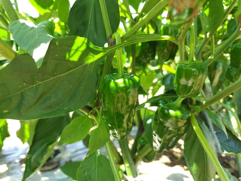 おまかせ よこすか 夏の野菜セット（7〜8品目）