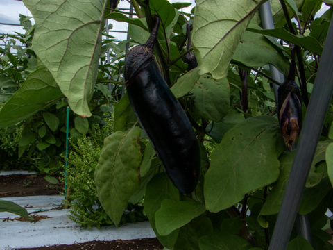 自然のうるおいで艶やかに育った島原の『うる艶なす』| 1 ㎏