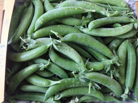 【鹿児島産】甘塩スナップエンドウ箱込み1キロ^_^