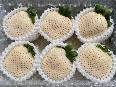 雪うさぎ 超大粒 プレミアムボックス