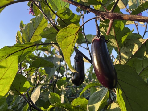 本当に美味しい収穫期でお届けしたい【ぷっくり美味い十文字なす】２kg（約１６〜１８本入）