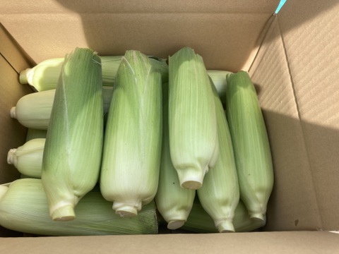 🌽【朝採れ・農家直送】訳あり 長野県産 甘々娘 15〜20本 クール便発送 家庭用