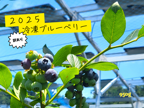 【訳あり】農薬不使用！2025そのまま冷凍ブルーベリー(700g+250g)