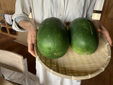 奥出雲産自然栽培姫とうがん(2個)