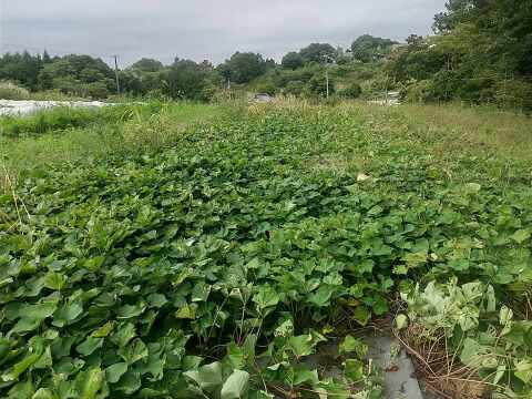 ねっとり極甘　さつまいも　紅はるか５Kg